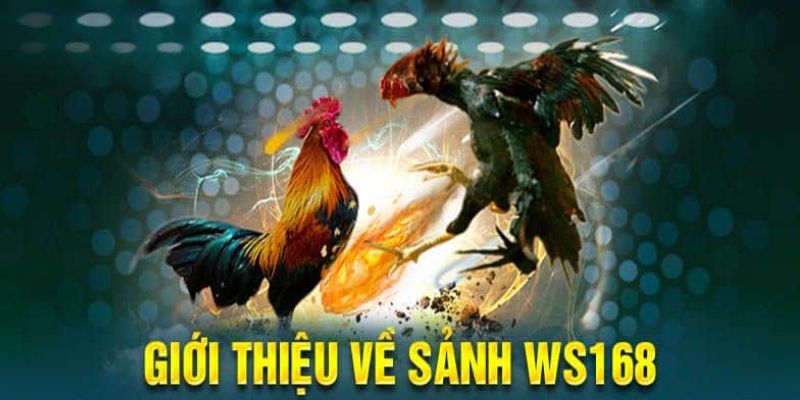 Cơ bản thông tin về sảnh đá gà WS168